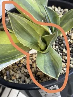 2026年最新】ハーフムーン アガベの人気アイテム - メルカリ