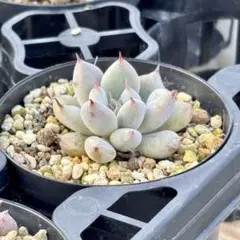 2026年最新】優木園の人気アイテム - メルカリ