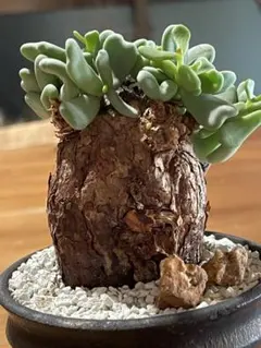 2026年最新】ピグマエア 現地球の人気アイテム - メルカリ