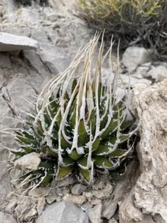 2026年最新】ユタエンシス エボリスピナの人気アイテム - メルカリ