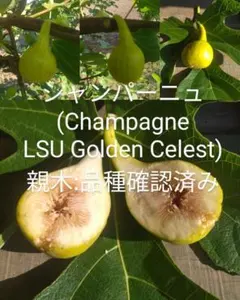 2026年最新】シャンパーニュ イチジクの人気アイテム - メルカリ