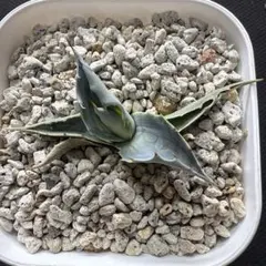 2026年最新】アガベアウェイクニングエンジェルの人気アイテム - メルカリ