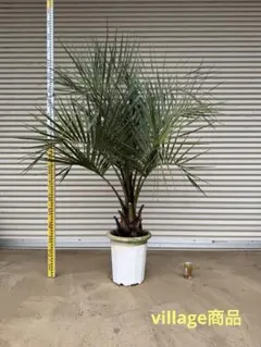 2026年最新】ココスヤシ シルバーリーフの人気アイテム - メルカリ