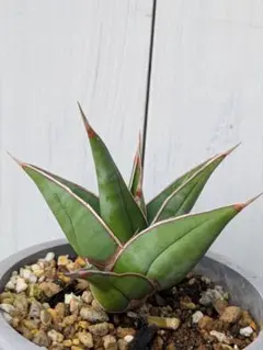 2026年最新】サンスベリア ピングイキュラの人気アイテム - メルカリ