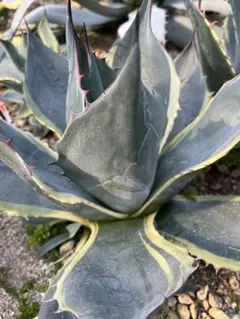 2026年最新】オバティサナの人気アイテム - メルカリ