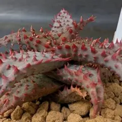 2026年最新】ロウルサンコの人気アイテム - メルカリ