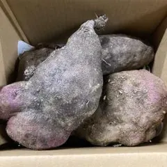 2026年最新】紫つくね芋の人気アイテム - メルカリ