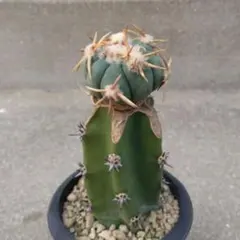 2026年最新】エキノカクタスの人気アイテム - メルカリ