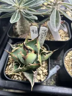 2026年最新】イラン株 アガベの人気アイテム - メルカリ