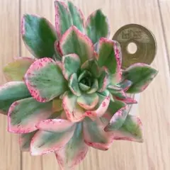 2026年最新】錦 アエオニウムの人気アイテム - メルカリ