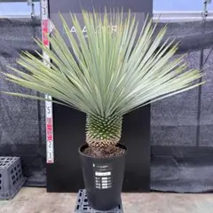 2026年最新】ユッカ リギダの人気アイテム - メルカリ