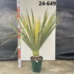 2026年最新】ユッカゴールデンソードの人気アイテム - メルカリ