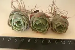 2026年最新】多肉 七福神 抜き苗の人気アイテム - メルカリ