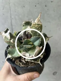 2026年最新】ゴジラ 台湾の人気アイテム - メルカリ