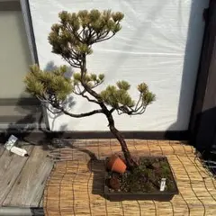 2026年最新】五葉松の人気アイテム - メルカリ