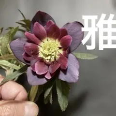 2026年最新】クリスマスローズ 雅の人気アイテム - メルカリ