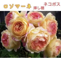 2026年最新】バラ挿し穂の人気アイテム - メルカリ