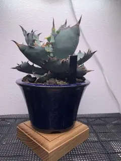 2026年最新】アガベ シーザーの人気アイテム - メルカリ