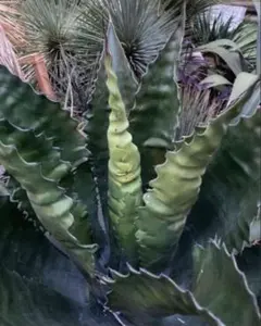 2026年最新】フェロックス ベルビルの人気アイテム - メルカリ