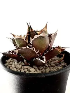 2026年最新】ゴリ猫の人気アイテム - メルカリ