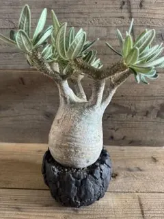 2026年最新】パキポディウム グラキリス 現地球の人気アイテム - メルカリ