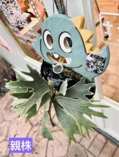 2026年最新】willinckii spurの人気アイテム - メルカリ