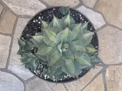 2026年最新】姫吉祥天の人気アイテム - メルカリ