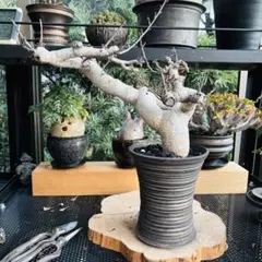 2026年最新】山中勇人 鉢の人気アイテム - メルカリ