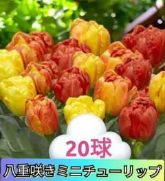 2026年最新】フレミングベビーの人気アイテム - メルカリ