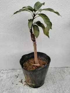 2026年最新】キーツマンゴー苗の人気アイテム - メルカリ