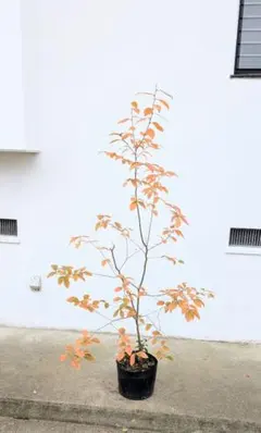 2026年最新】山採り ヤマコウバシの人気アイテム - メルカリ