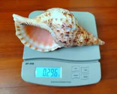 2026年最新】ホラガイの人気アイテム - メルカリ