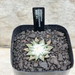 2026年最新】アリオカルプスの人気アイテム - メルカリ