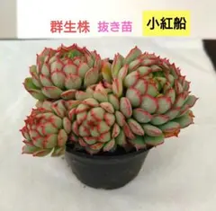 2026年最新】多肉植物の人気アイテム - メルカリ