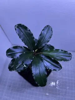 2026年最新】ブセファランドラ ゴースト 2011の人気アイテム - メルカリ