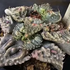 2026年最新】ロウルサンコの人気アイテム - メルカリ