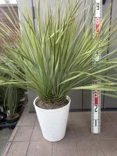 2026年最新】ロストラータ ユッカの人気アイテム - メルカリ