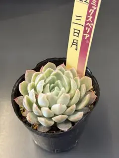 2026年最新】ミックスベリア 三日月の人気アイテム - メルカリ