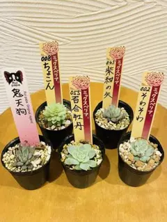 2026年最新】ルイパパさん苗の人気アイテム - メルカリ