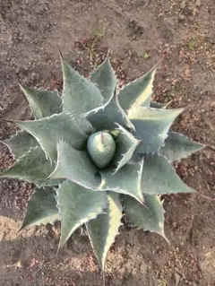 2026年最新】アガベ パラサナ ハイブリッドの人気アイテム - メルカリ