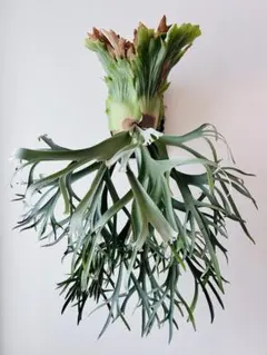 2026年最新】月光爪哇の人気アイテム - メルカリ