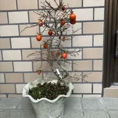 2026年最新】柿 盆栽の人気アイテム - メルカリ