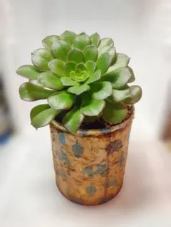 2026年最新】アエオニウム サラダボールの人気アイテム - メルカリ