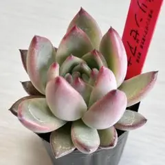 2026年最新】リンゼアナ 中里の人気アイテム - メルカリ