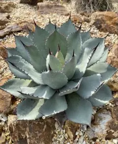 2026年最新】アガベ 吉祥天 パリーの人気アイテム - メルカリ