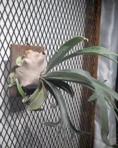 2026年最新】veitchii auburn riverの人気アイテム - メルカリ