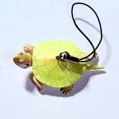 2026年最新】ネイチャー ミドリガメの人気アイテム - メルカリ