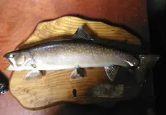 2026年最新】イワナ剥製の人気アイテム - メルカリ
