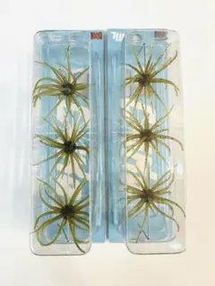 2026年最新】ハイドアップ コイケの人気アイテム - メルカリ