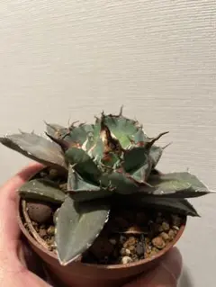 2026年最新】緑幽霊 アガベの人気アイテム - メルカリ